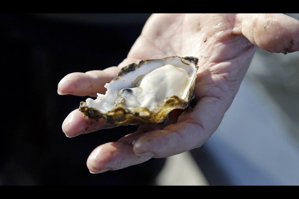 In 2018, the B.C. Ministry of Agriculture estimated oysters generated nearly $30 million annually in wholesale revenue, and farmed oysters accounted for 40 per cent of the annual shellfish harvest.
