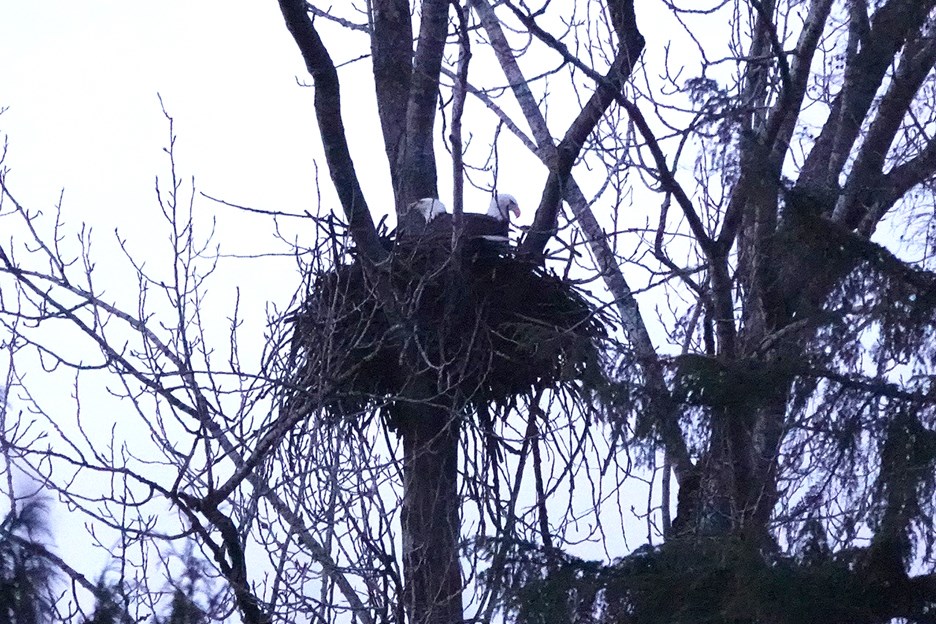 deer lake eagles