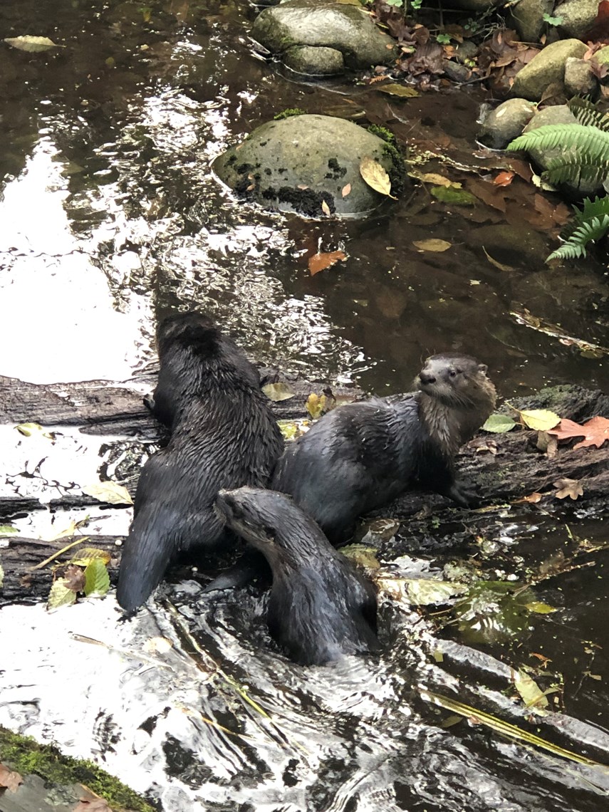 otters