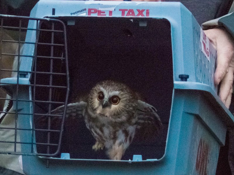 Powell River Orphaned Wildlife Society