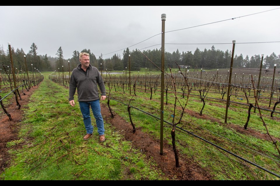 Enrico Winery general manager Lorin Inglis checks on the progress of this year's vines.