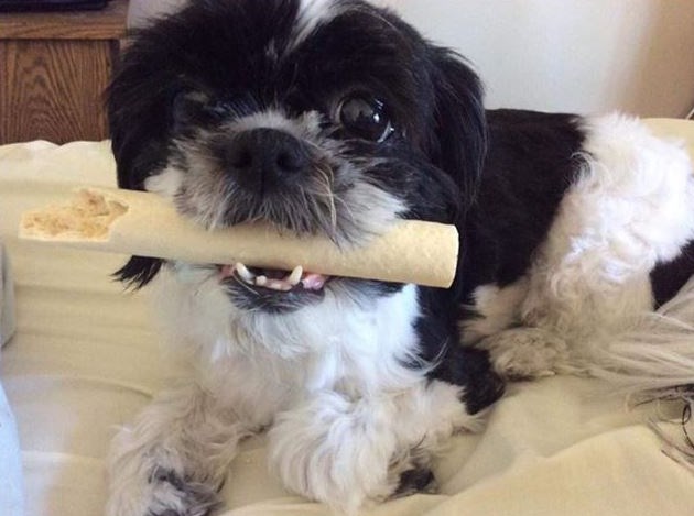 Coco is a six-year-old Shih-Tzu emotional support dog. Photo submitted