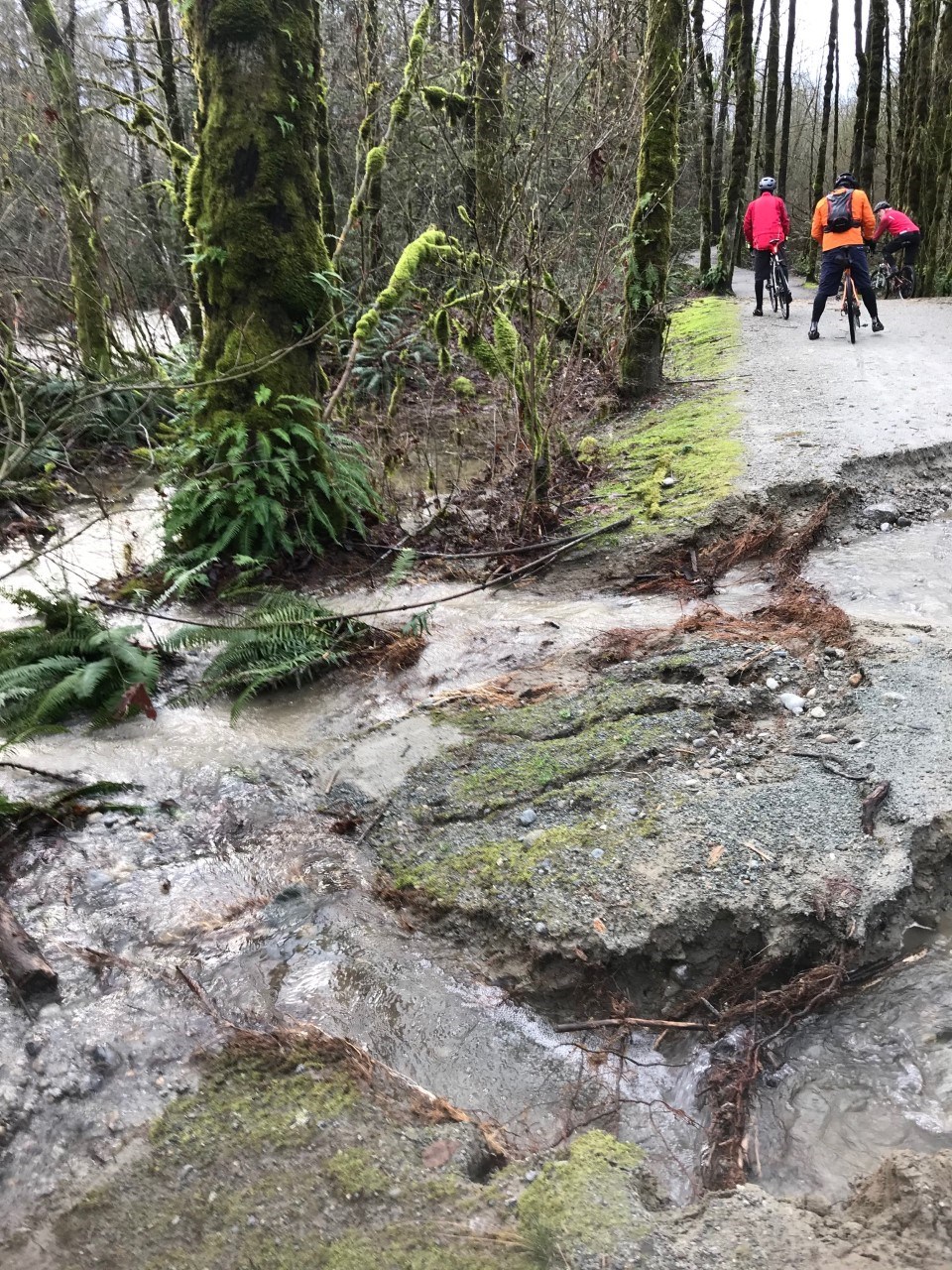 Part of trail along the Coquitlam River washed out, north of Patricia Avenue foot bridge.