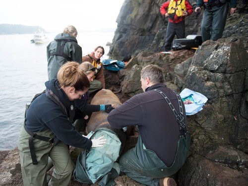 marine mammal rescue