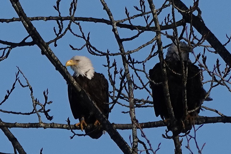 Deer Lake eagles in Burnaby. Glen Govier photo