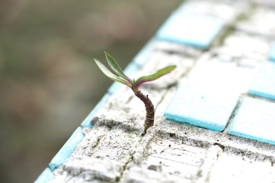 A sprout emerging from crumbling concrete