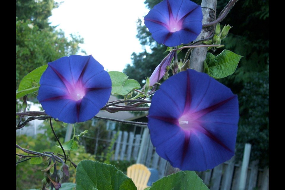 Grandpa Ott's morning glory is one of the plants that inspired the creation of Seed Savers Exchange.