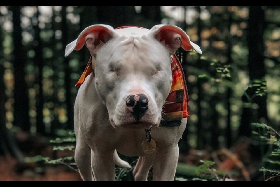 Stevie the Wonder Doggo on an adventure.