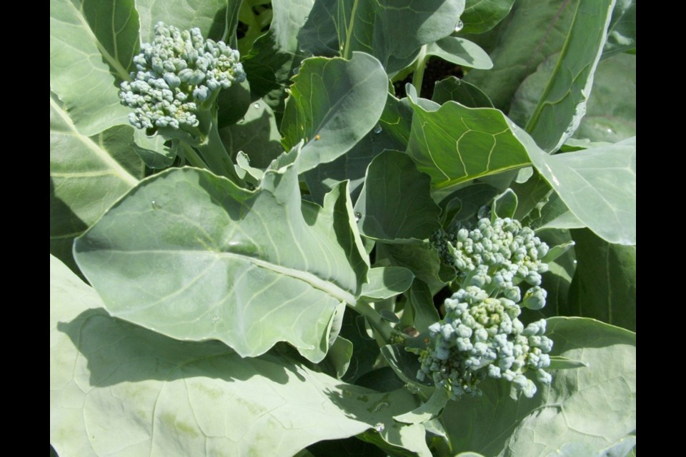 Aspabroc is a sprouting broccoli that produces mini-broccoli florets over an extended period.