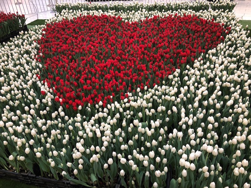 The big heart display from I Heart Tulips 2019. Photo by Lindsay William-Ross/Vancouver Is Awesome