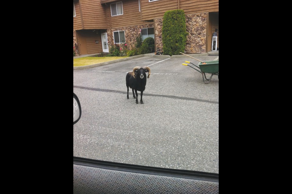 Rambo the ram led police, an animal control officer and drivers on a merry dance around Richmond on Wednesday. Our pictures, taken by RAPS' officer Shane Burnham, show Rambo fleeing the cops, being taken down by Mounties, behind "bars" and resting with some hay in his "cell."