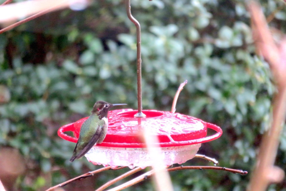 Birds getting a head start on Valentine’s Day_0