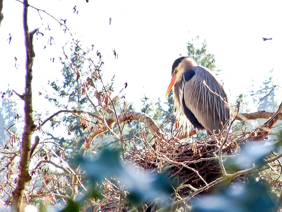 Birds getting a head start on Valentine’s Day_1