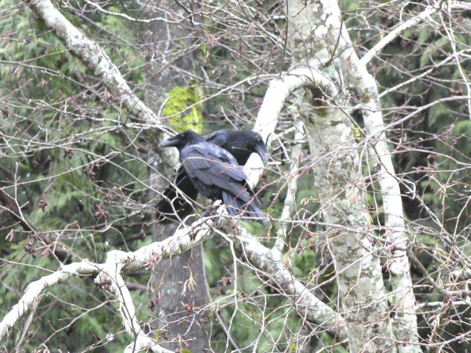 Birds getting a head start on Valentine’s Day_2