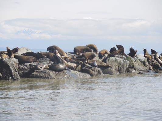 The sea lions bask in the spring sunshine on Steveston Jetty, as they do every year to fatten up before heading back down to their native California to mate.