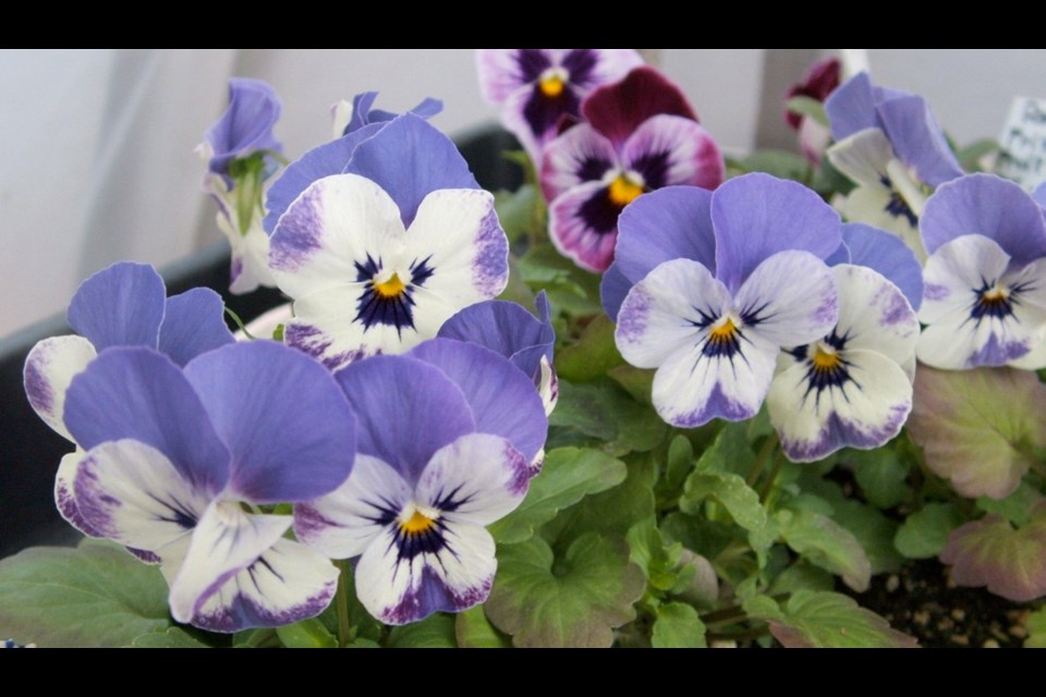 The viola Delft Blue is one of the many outstanding flowering plants that have merited European Fleuroselect awards.