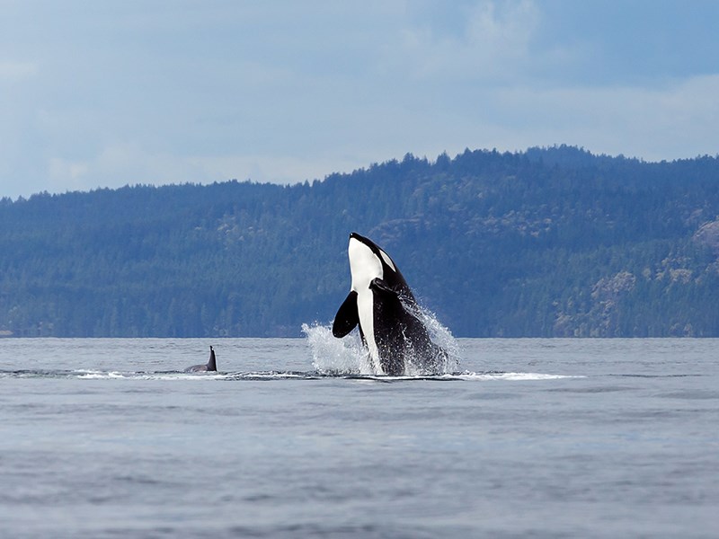 Training in Powell River