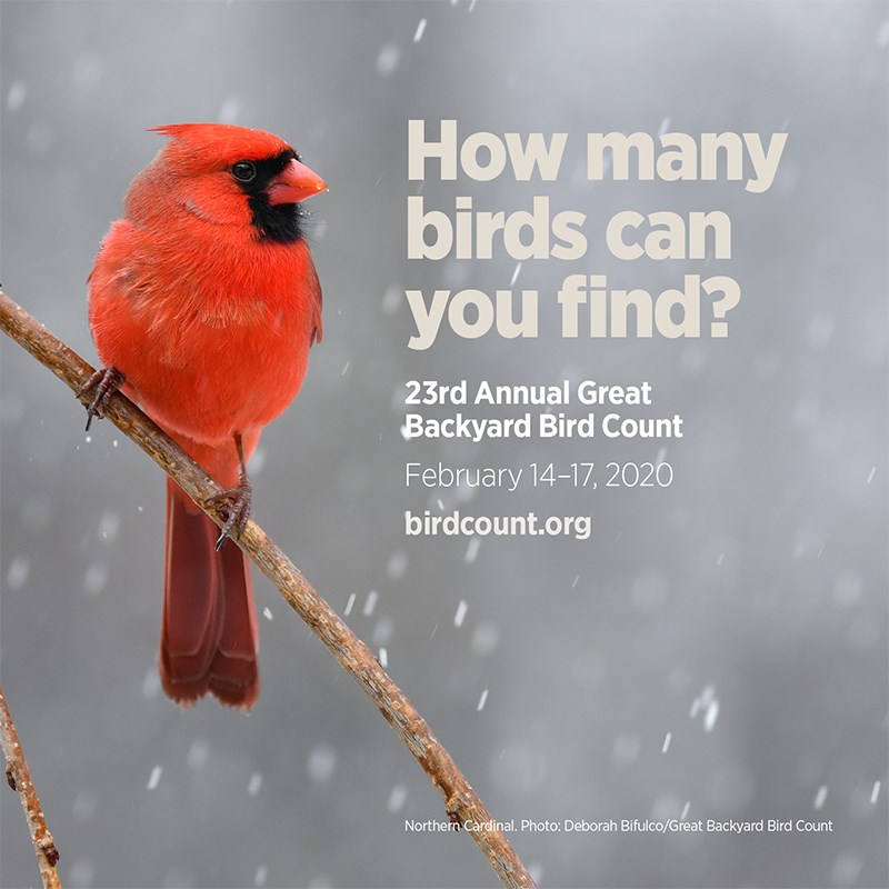 Great Backyard Bird Count poster
