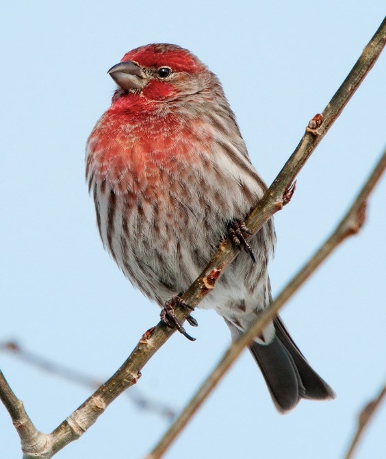 House Finch Great Backyard Bird Count