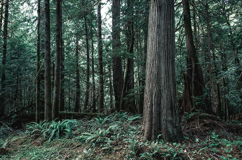 trees, urban forest, woods, protection