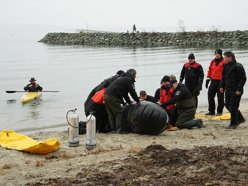 Wild Ocean Whale Society Powell River