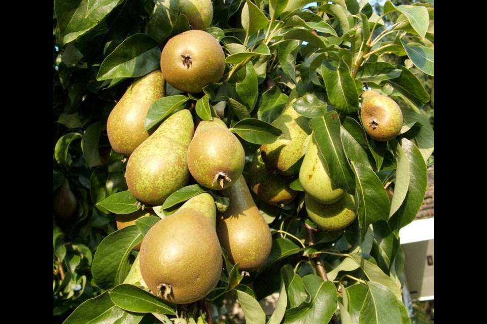 Apple and pear trees in good health, without significant insect pest issues, need no spraying. If insect pests have been a problem, a late winter dormant oil spray acts to smother insect eggs.