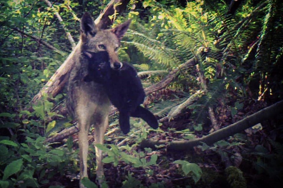 Coyote with cat in mouth