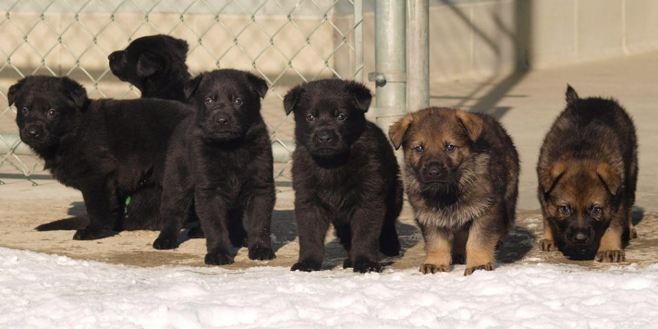 RCMP Gerrman shepherd puppies to be named by Canadian children