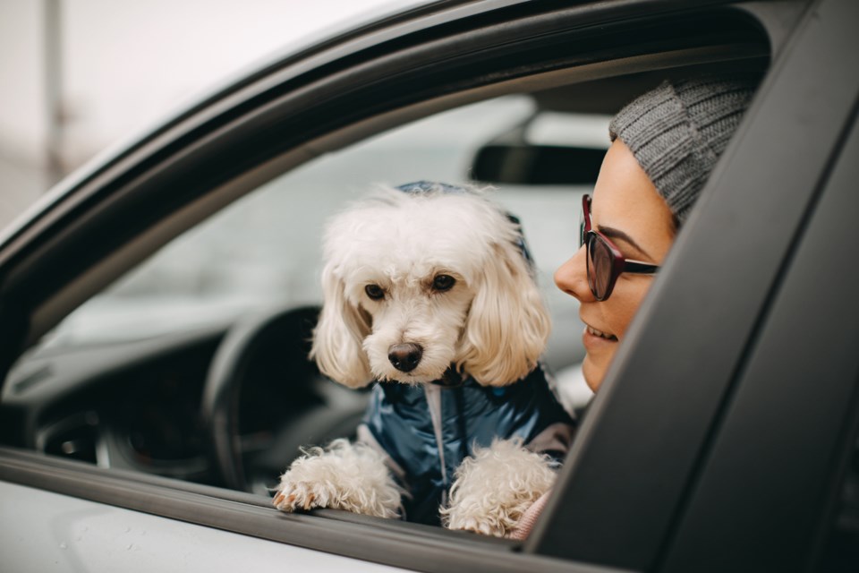 driving with dog