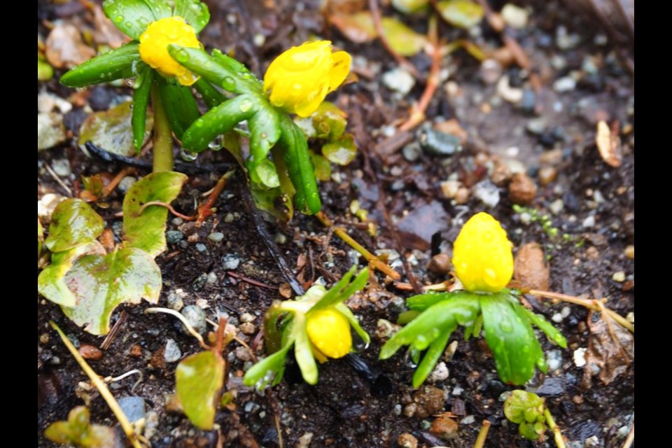 Blossoms are ready to burst forth in this rainy day photo taken by Holly Koit in Anmore. Crocuses and other blooms can be seen around the Tri-Cities.