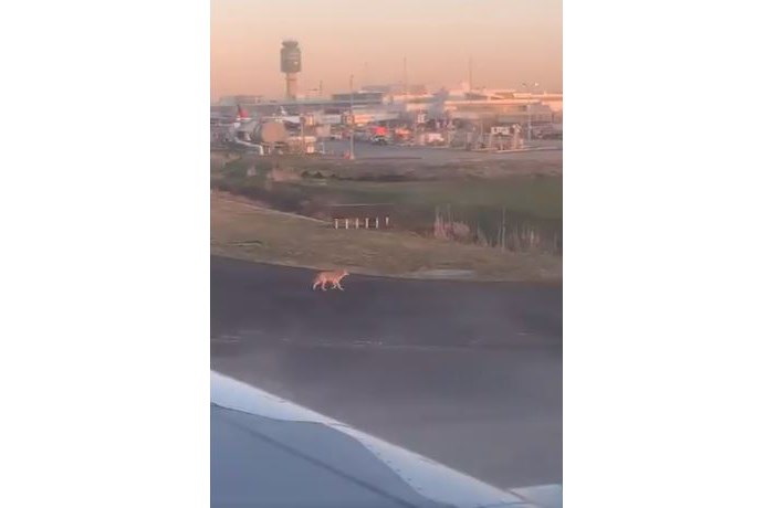 coyote runway