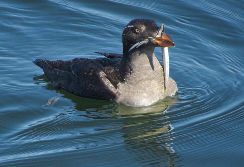 dx-02232020-auklet.jpg