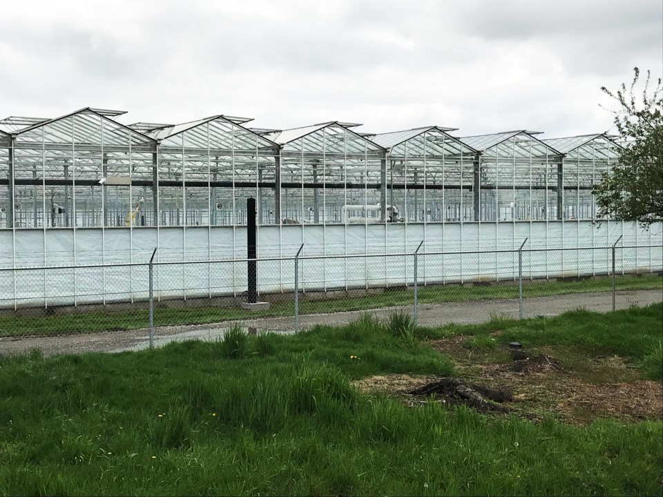canopy growth greenhouse