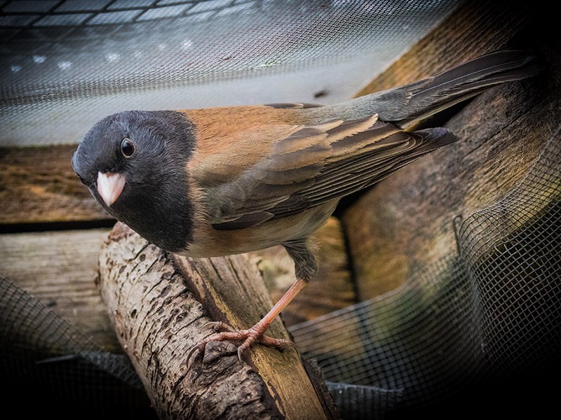 Junco - Powell River Orphaned Wildlife Society