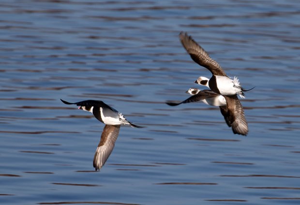 Long-tailed Ducks in flight