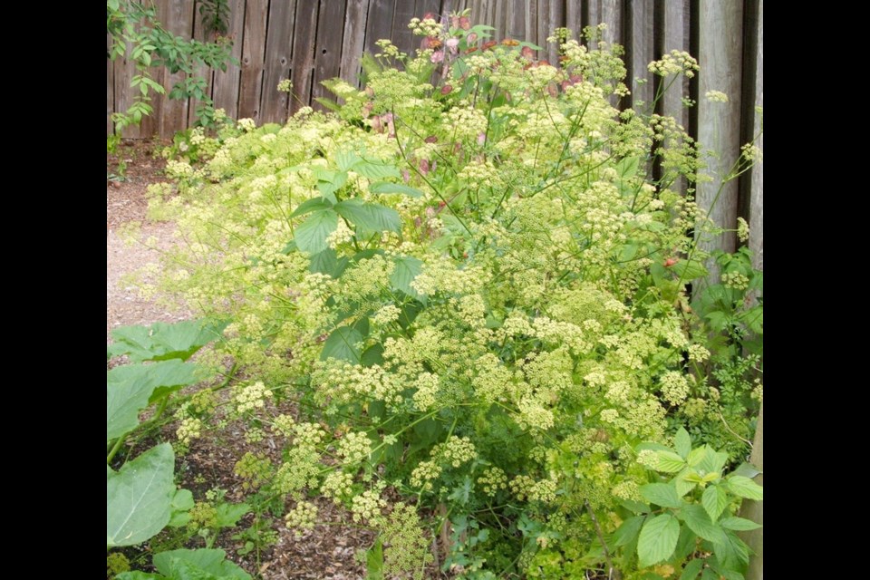 Letting patches of parsley flower and set seed along a garden edge ensures more fresh parsley each year and the flowers attract and feed many beneficial insects.