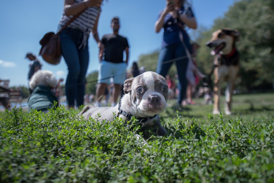 Photo Dogs of Vancity/Facebook