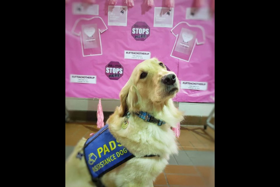 Police victim services dog Puma visited the Battle of the Badges game on Pink Shirt Day at Sungod Arena.