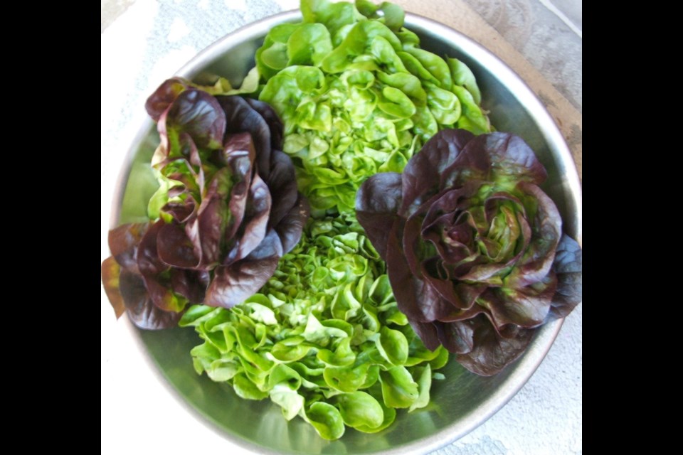The Salanova lettuces, featured in the Johnny's Selected Seeds catalogue, are as ornamental as they are tasty.