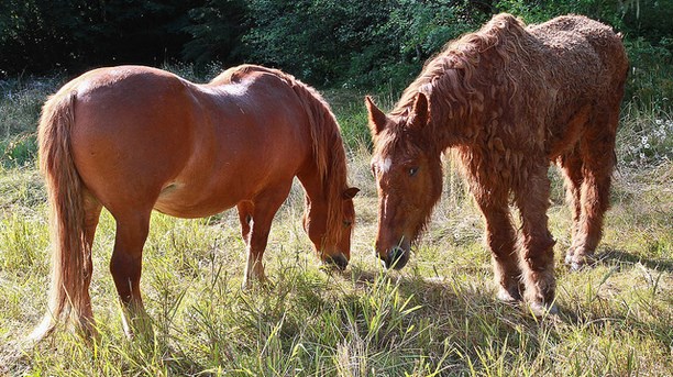 cushings-horses