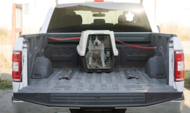 dog in back of truck