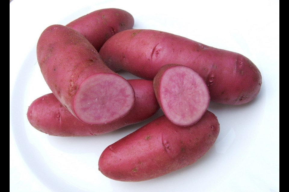 Ama Rosa produces high yields of delicious red-fleshed potatoes.