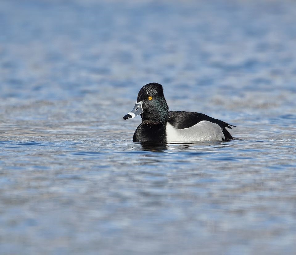 Photo UBC Birding Club/Facebook