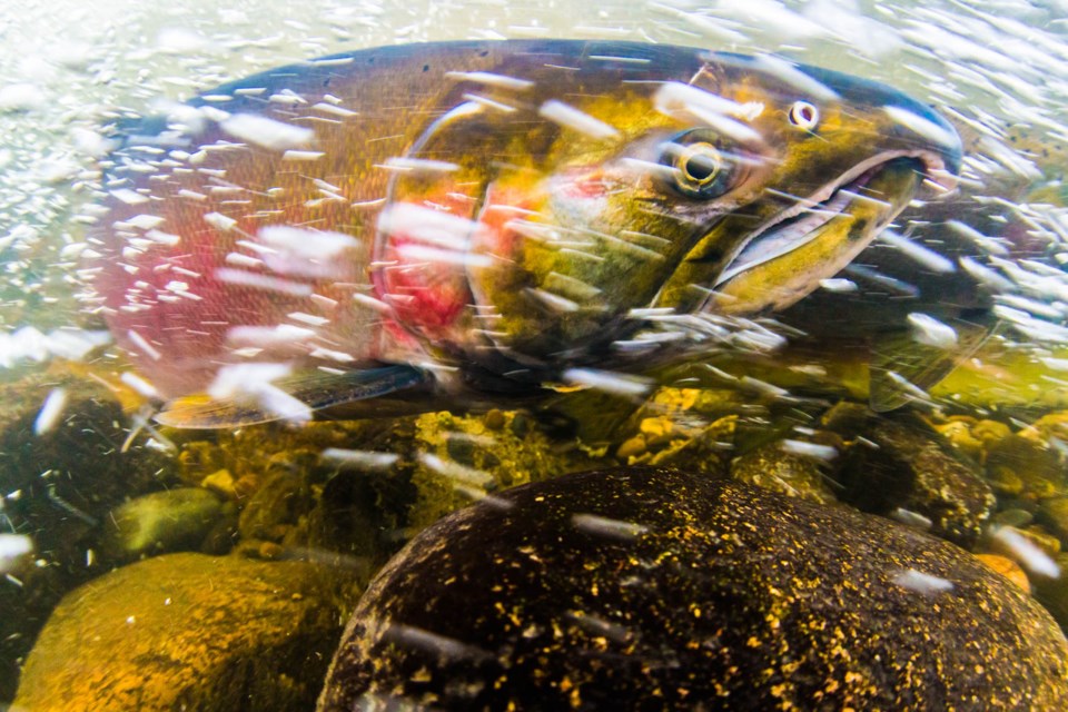 Salmon Fraser River Discovery Centre