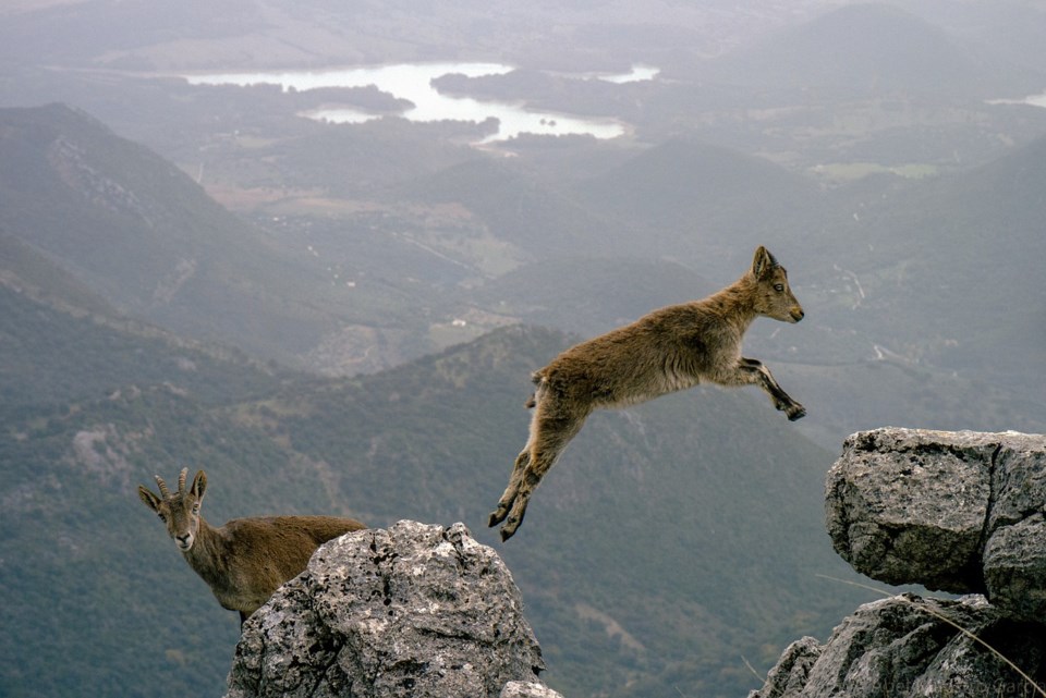mountaingoats
