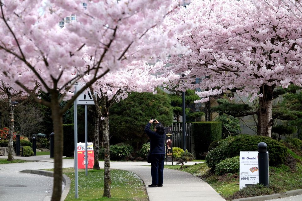 cherry blossoms, Nikkei Centre, Hanami