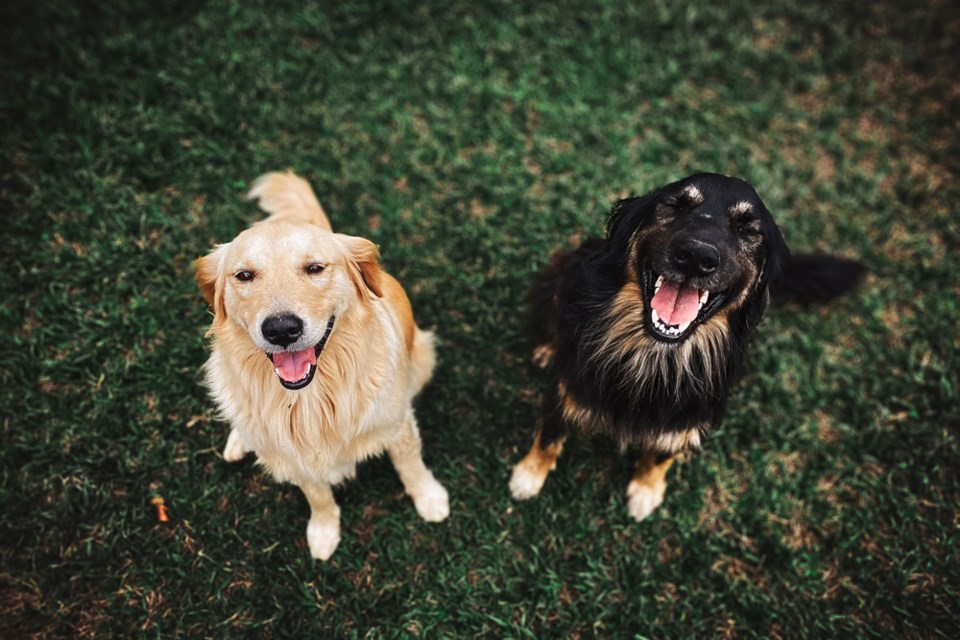 Dogs training