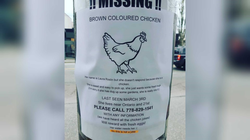 missing chicken