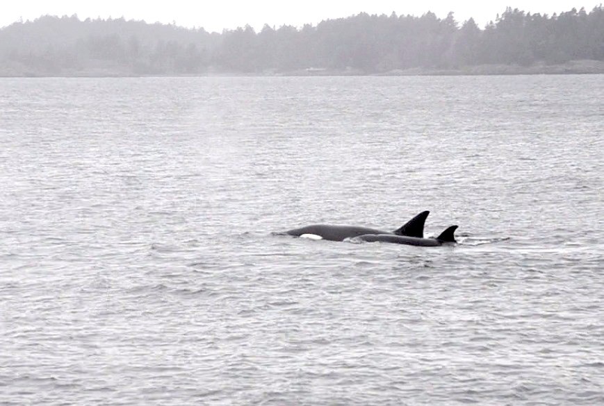 Two orcas just off Bowen Island.