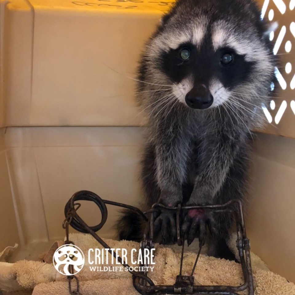 Racoon found caught in trap